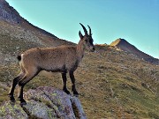 65 Il piccolo si innalza su roccetta...